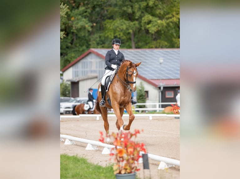 Oldenburg Gelding 13 years 17,1 hh Chestnut-Red in Arnstein