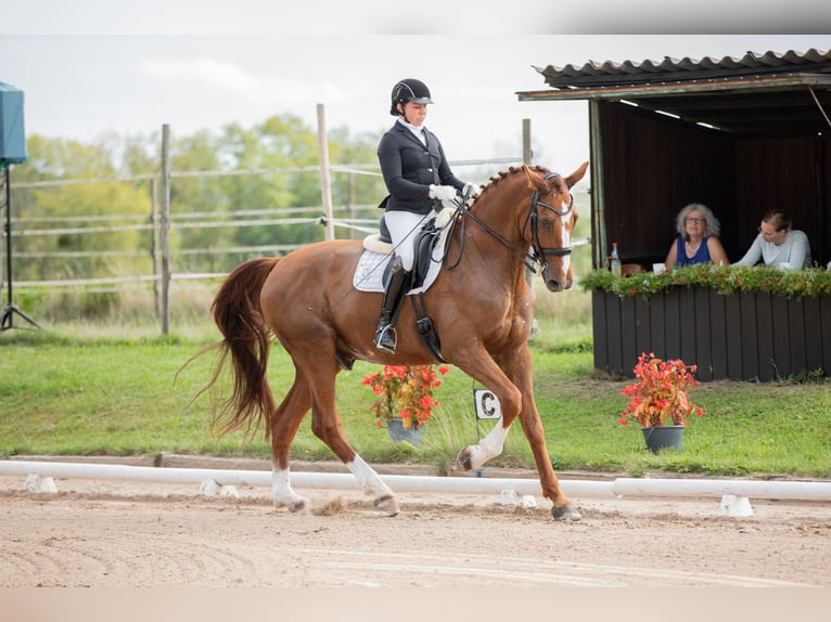 Oldenburg Gelding 13 years 17,1 hh Chestnut-Red in Arnstein