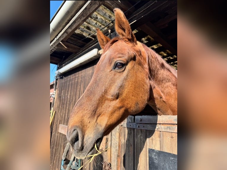 Oldenburg Gelding 13 years 17,2 hh Chestnut-Red in Münster