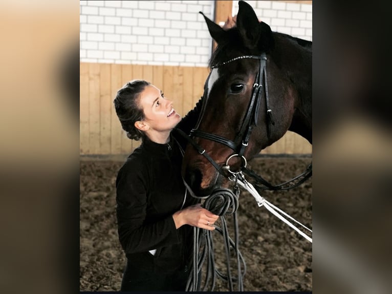 Oldenburg Gelding 13 years 18 hh Bay-Dark in Balve