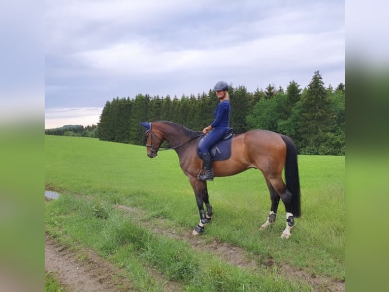 Oldenburg Gelding 13 years 18 hh Bay-Dark in Balve