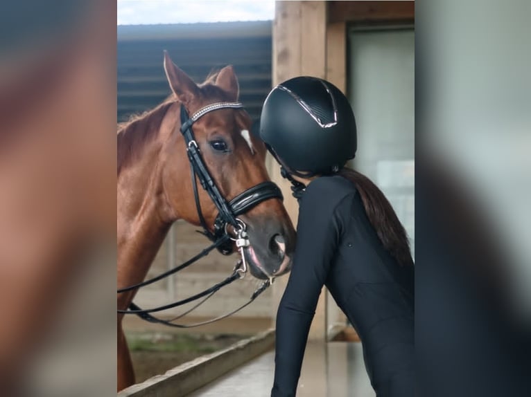 Oldenburg Gelding 13 years 6 hh Brown Falb mold in Carlsbad