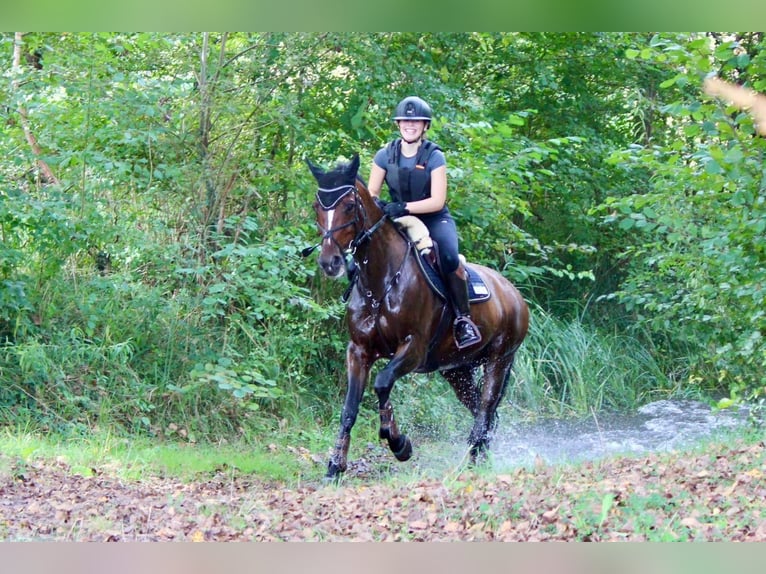 Oldenburg Gelding 14 years 15.3 hh Brown in Renchen