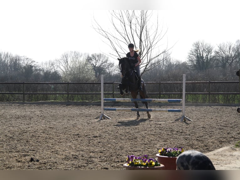 Oldenburg Gelding 14 years 16.1 hh Bay-Dark in Lübeck