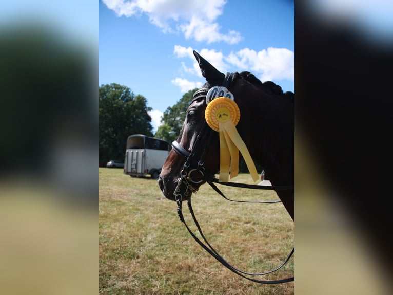 Oldenburg, Gelding, 14 years, 16.1 hh, Bay-Dark