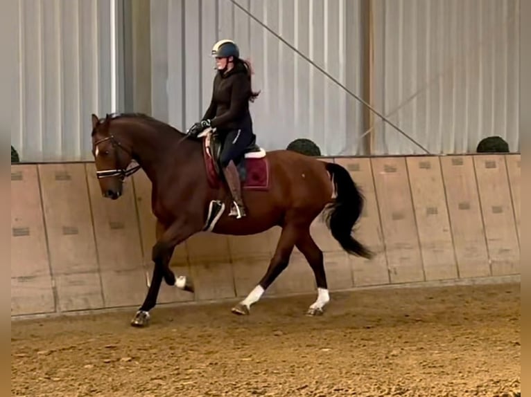 Oldenburg Gelding 14 years 16,1 hh Brown in Neustadt (Wied)