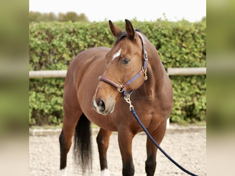 Oldenburg Gelding 14 years 16,1 hh Brown in Neustadt (Wied)