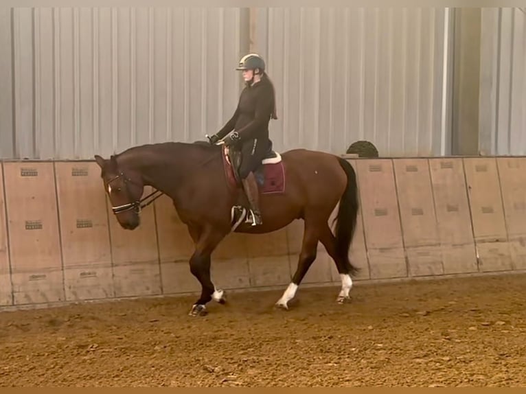 Oldenburg Gelding 14 years 16,1 hh Brown in Neustadt (Wied)