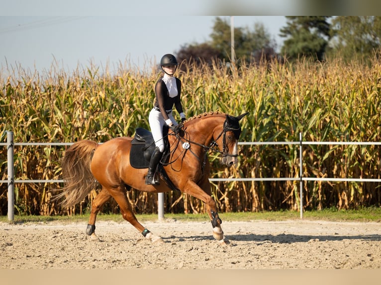 Oldenburg Gelding 14 years 16,1 hh Chestnut-Red in Stemwede