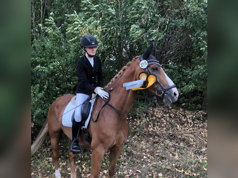 Oldenburg Gelding 14 years 16,1 hh Chestnut-Red in Stemwede