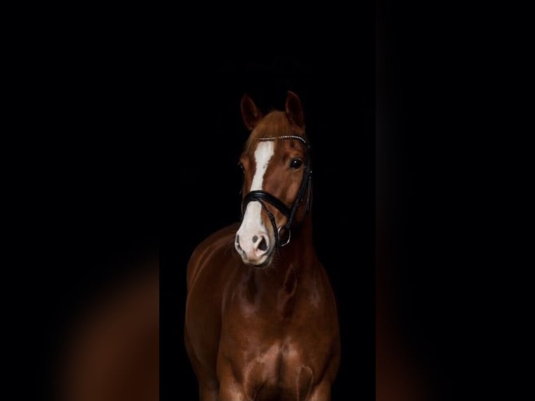 Oldenburg Gelding 14 years 16,1 hh Chestnut-Red in Stemwede