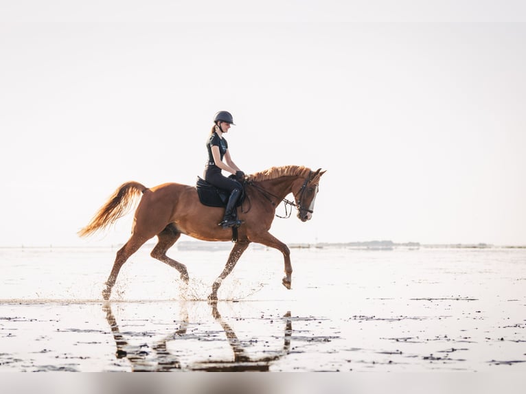 Oldenburg Gelding 14 years 16,1 hh Chestnut-Red in Stemwede