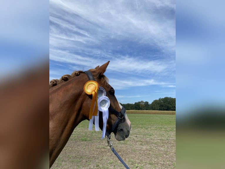 Oldenburg Gelding 14 years 16,1 hh Chestnut-Red in Stemwede