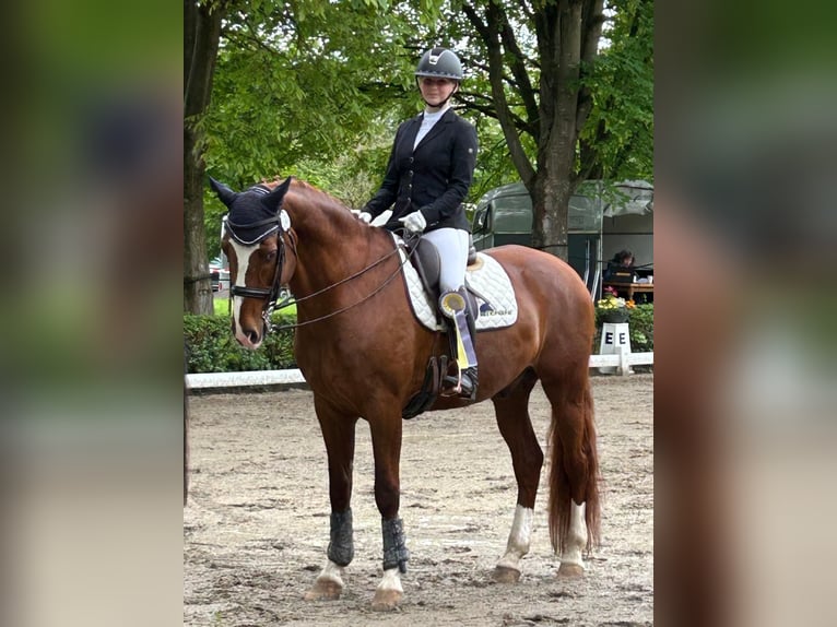 Oldenburg Gelding 14 years 16,2 hh Chestnut in GundelfingenGundelfingen