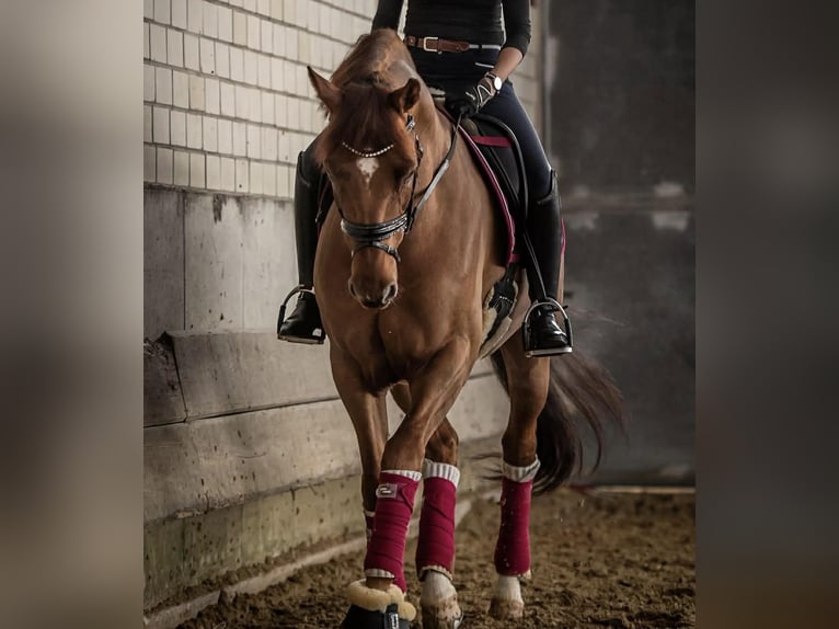 Oldenburg Gelding 14 years 16.2 hh Chestnut-Red in Gelsenkirchen
