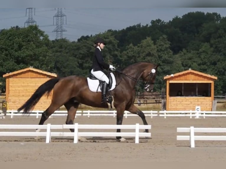 Oldenburg Gelding 14 years 16,3 hh Brown in Gevelsberg