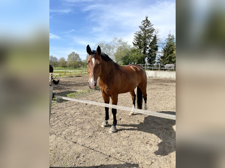 Oldenburg Gelding 14 years 16,3 hh Brown in Gevelsberg