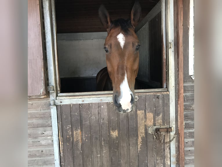 Oldenburg Gelding 14 years 16,3 hh Brown in Gevelsberg