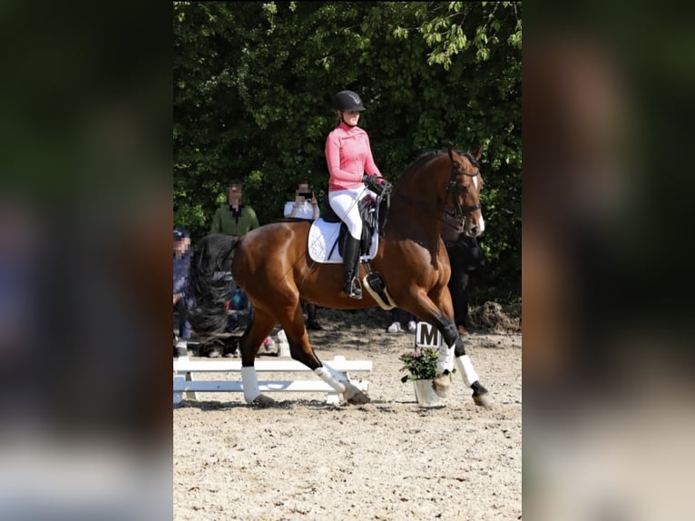 Oldenburg Gelding 14 years 16,3 hh Brown in Gevelsberg