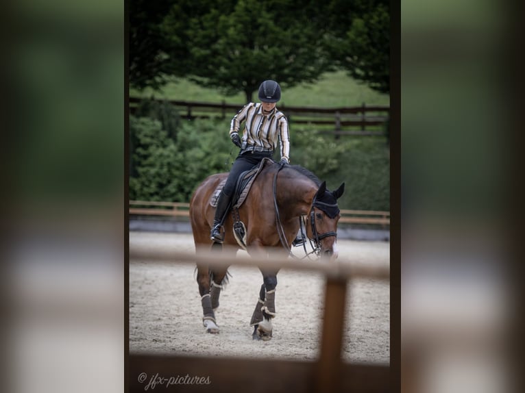 Oldenburg Gelding 14 years 16,3 hh Brown in Gevelsberg