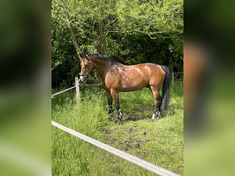 Oldenburg Gelding 14 years 16,3 hh Brown in Gevelsberg