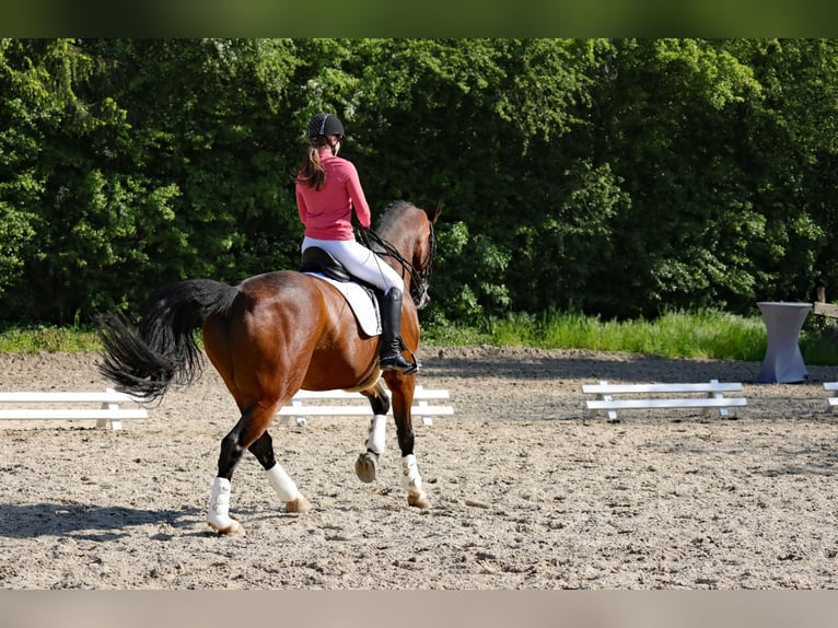 Oldenburg Gelding 14 years 16,3 hh Brown in Gevelsberg