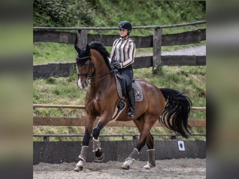 Oldenburg Gelding 14 years 16,3 hh Brown in Gevelsberg