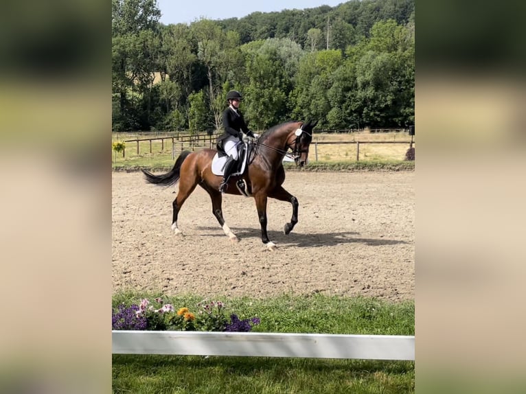 Oldenburg Gelding 14 years 16,3 hh Brown in Gevelsberg