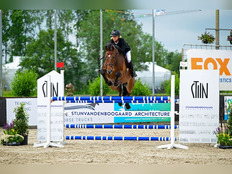 Oldenburg Gelding 14 years 16,3 hh Brown in Bleiswijk