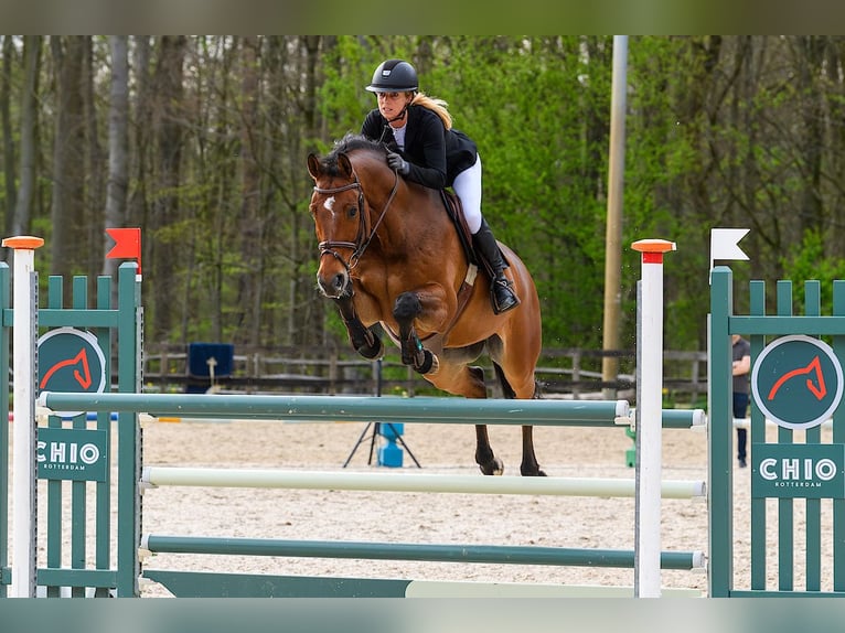 Oldenburg Gelding 14 years 16,3 hh Brown in Bleiswijk