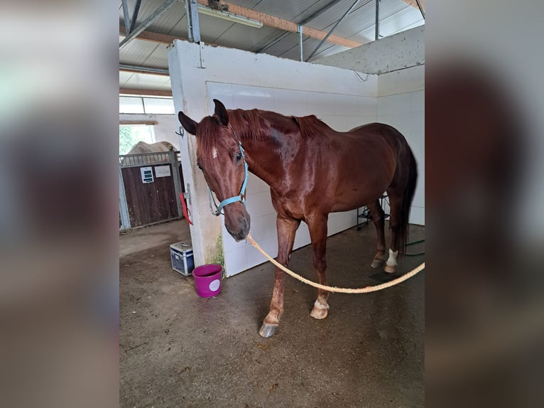 Oldenburg Gelding 14 years 16,3 hh Chestnut-Red in Riedenthal