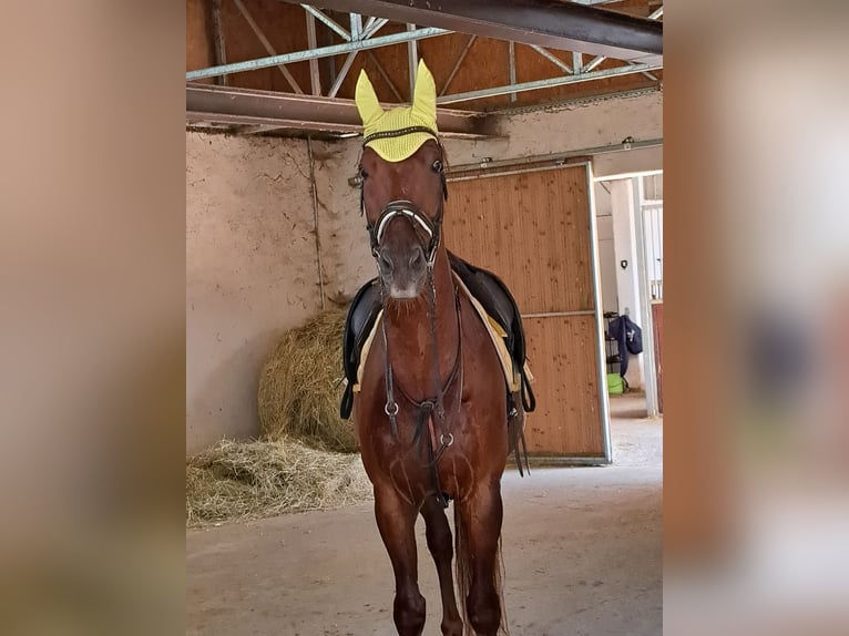 Oldenburg Gelding 14 years 16,3 hh Chestnut-Red in Riedenthal