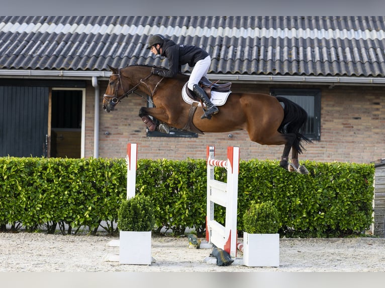 Oldenburg Gelding 14 years 16 hh Brown in Waddinxveen