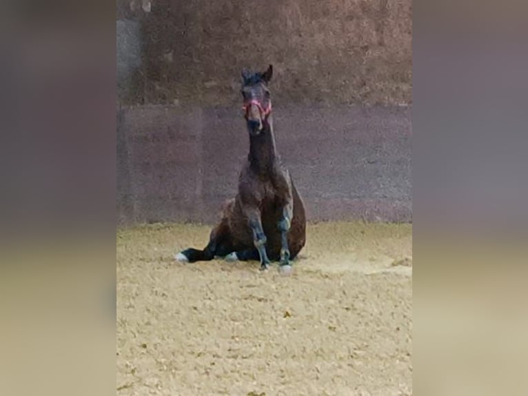 Oldenburg Gelding 14 years 16,1 hh Brown in Greng