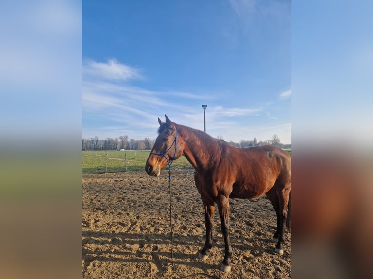 Oldenburg Gelding 14 years 16,1 hh Brown in Greng