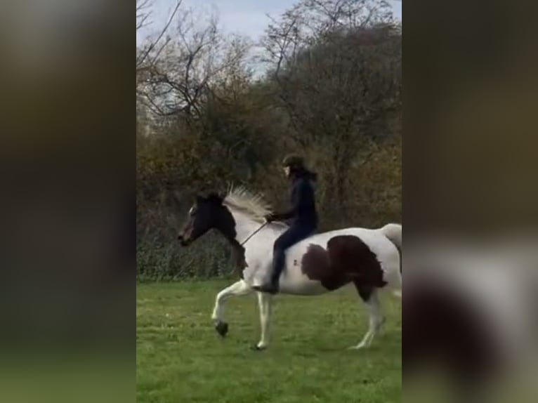 Oldenburg Gelding 14 years 16,1 hh Pinto in Wedemark