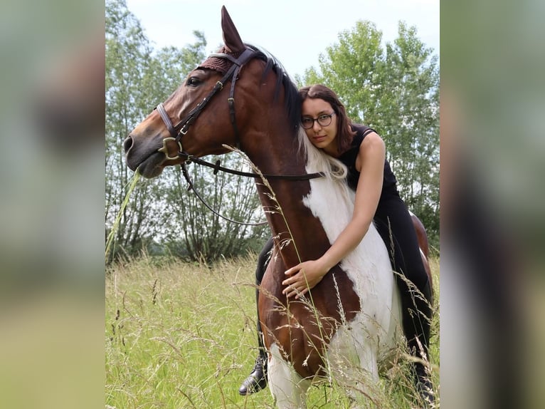 Oldenburg Gelding 14 years 16,1 hh Pinto in Wedemark