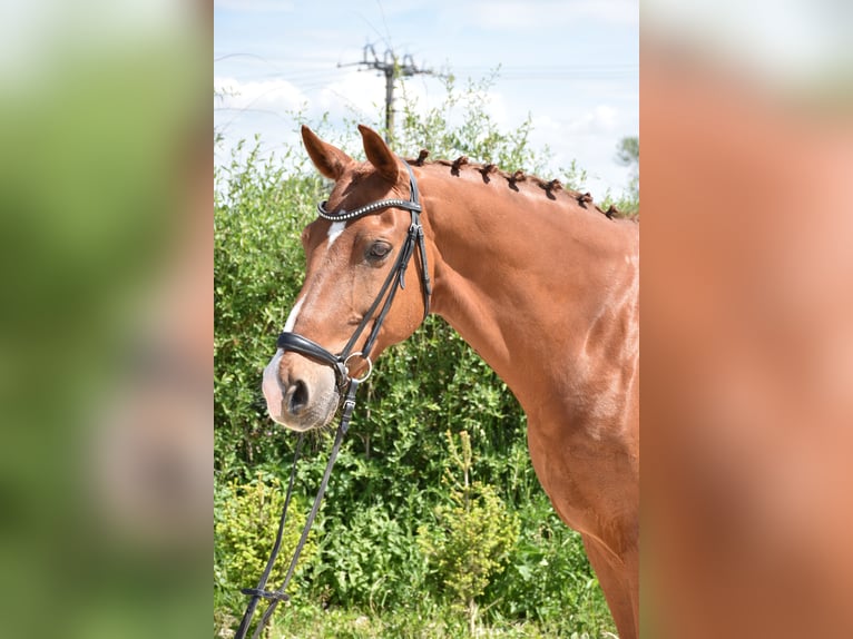 Oldenburg Gelding 14 years 16,2 hh Chestnut-Red in Prag