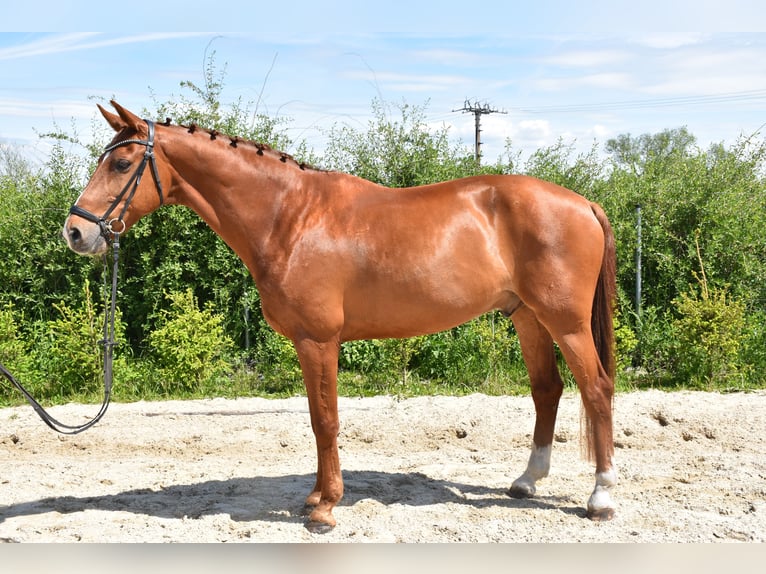 Oldenburg Gelding 14 years 16,2 hh Chestnut-Red in Prag