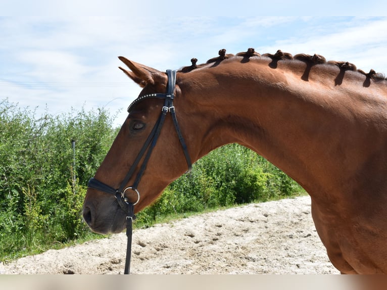 Oldenburg Gelding 14 years 16,2 hh Chestnut-Red in Prag
