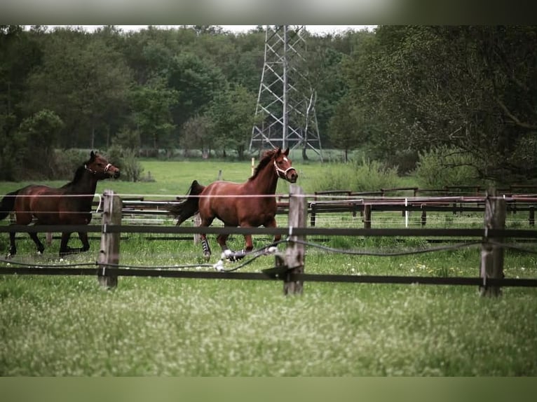 Oldenburg Gelding 14 years 16,2 hh Chestnut-Red in Gelsenkirchen