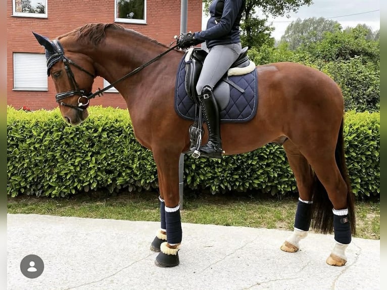Oldenburg Gelding 14 years 16,2 hh Chestnut-Red in Gelsenkirchen