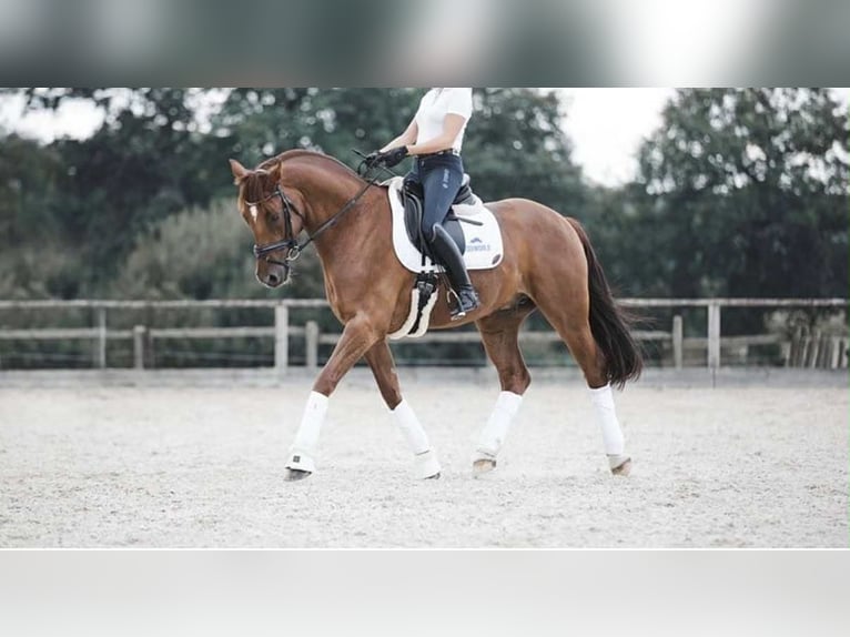 Oldenburg Gelding 14 years 16,2 hh Chestnut-Red in Gelsenkirchen
