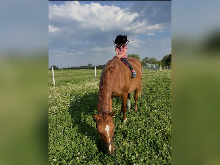 Oldenburg Gelding 14 years 16,3 hh Chestnut-Red in Michelhausen