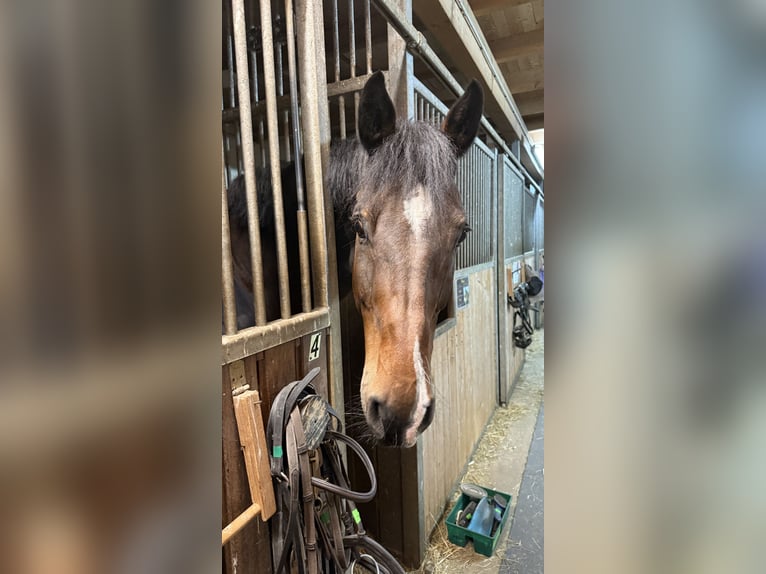 Oldenburg Gelding 14 years 16,3 hh Smoky-Black in Assamstadt