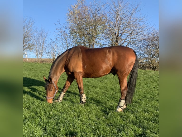 Oldenburg Gelding 14 years 17.1 hh Brown in Großlangheim