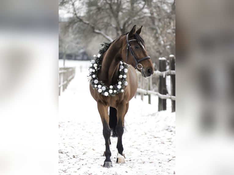 Oldenburg Gelding 14 years 17,1 hh Brown in Lohmar