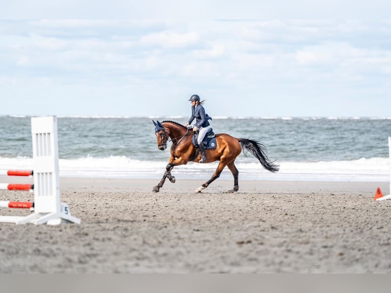 Oldenburg Gelding 14 years 17,1 hh Brown in Lohmar