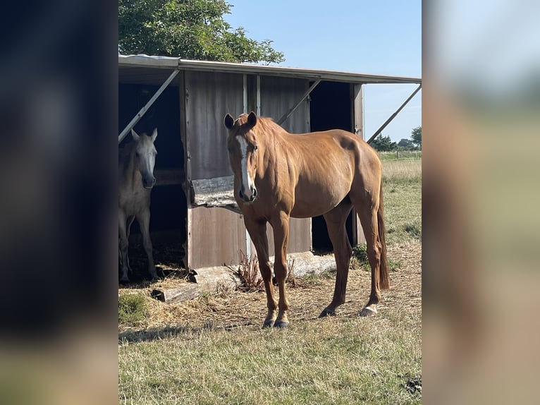 Oldenburg Gelding 14 years 17,1 hh Chestnut-Red in Braunschweig