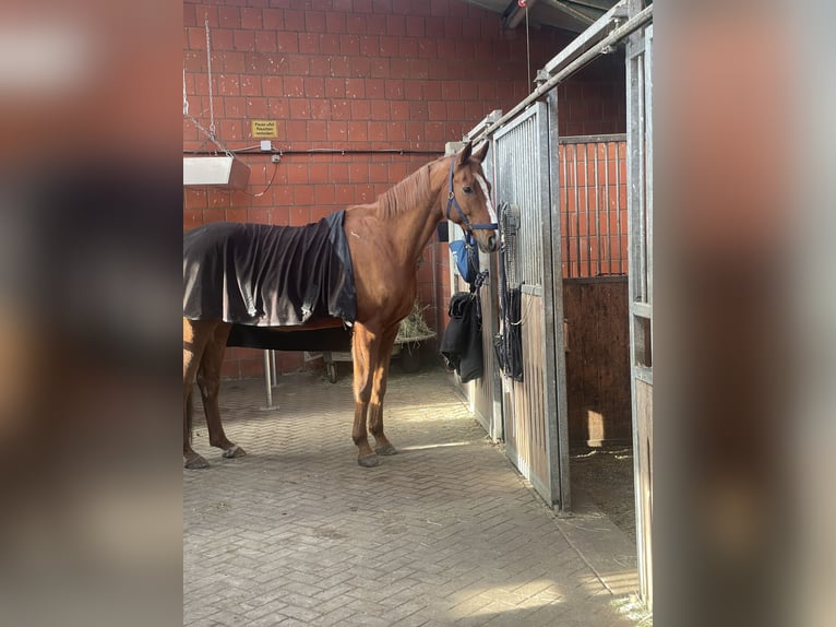 Oldenburg Gelding 14 years 17,1 hh Chestnut-Red in Braunschweig